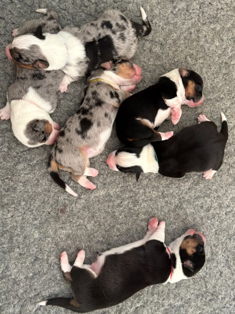 naissance Welsh Corgi Cardigan 