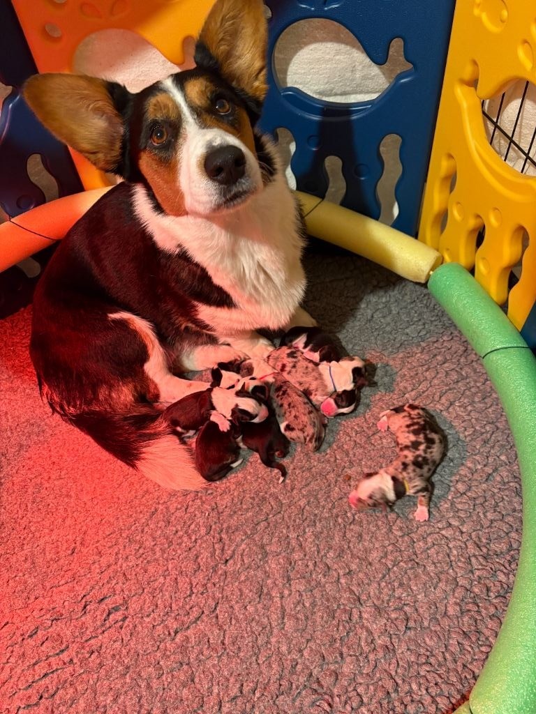 Du Nanédis - Chiots disponibles - Welsh Corgi Cardigan